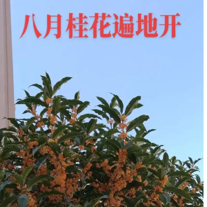 八月桂花遍地开钢琴简谱 数字双手