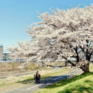 兜圈钢琴简谱 数字双手 elia