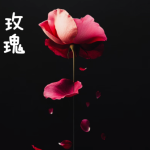 玫瑰钢琴简谱 数字双手