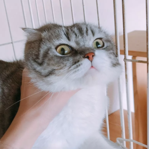 奇怪吗钢琴简谱 数字双手