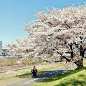 兜圈洛克王国bgm | 路过了学校花店荒野到海边