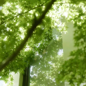 Komorebi钢琴简谱 数字双手