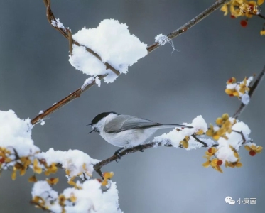 又逢小雪时-钢琴谱