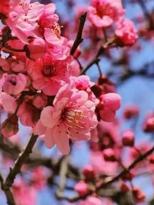 桃花红杏花白(萨克斯五重奏)-钢琴谱