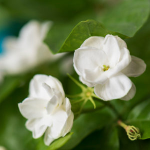 茉莉花钢琴简谱 数字双手 未知