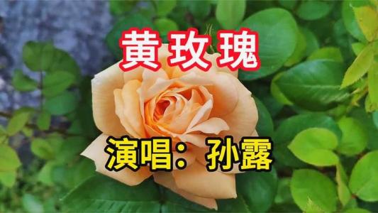 黄玫瑰-钢琴谱