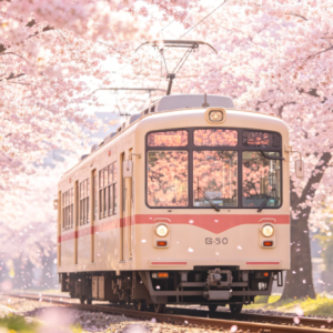 唯美治愈小众《Tram and cherry blossom》-钢琴谱