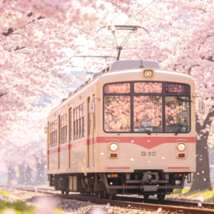 Tram and cherry blossom钢琴简谱 数字双手