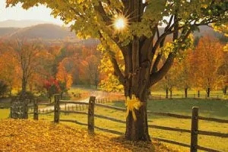 老橡树上的黄丝带Tie A Yellow Ribbon Round The Old Oak Tree-钢琴谱