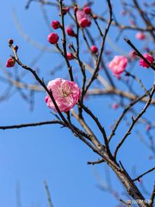 红梅赞-钢琴谱