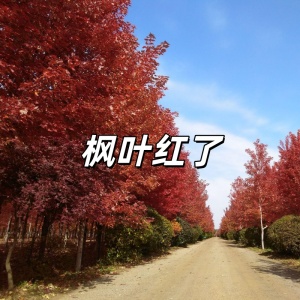 枫叶红了-钢琴谱