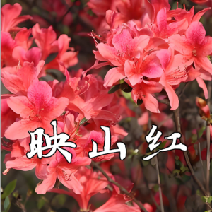 映山红-钢琴谱