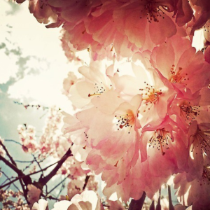 花日钢琴简谱 数字双手