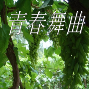 青春舞曲钢琴简谱 数字双手