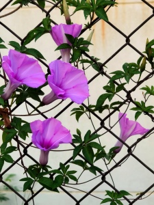 牵牛花竹篱笆-钢琴谱