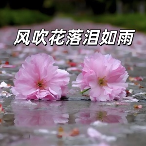 风吹花落泪如雨-钢琴谱