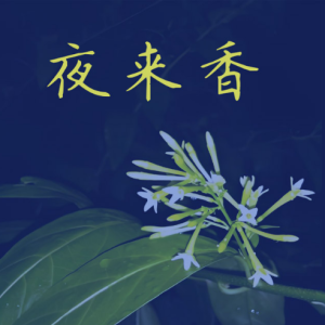 夜来香钢琴简谱 数字双手