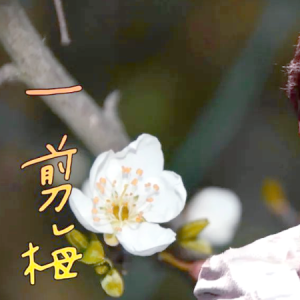 一剪梅-费玉清 G调独奏-钢琴谱