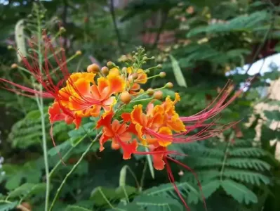 就让岁月开成一朵花(二重奏)-钢琴谱