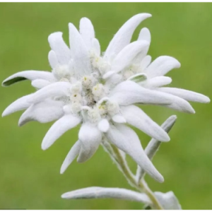 《雪绒花的幻想》