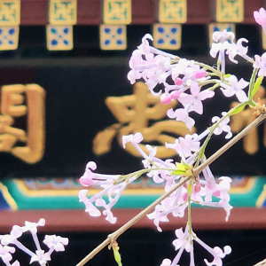 文明之花-原创流行歌总谱-钢琴谱