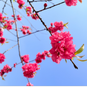 我来你的城市看花开-钢琴谱