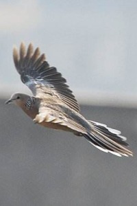 A Dove in Love
